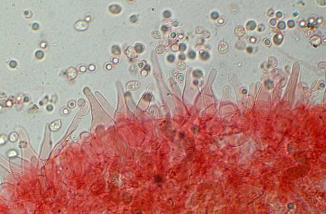 Hydropus atramentosus     (Kalchbr.)    Kotl. & Pouzar